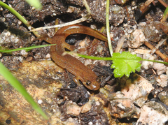 Desmognathus orestes