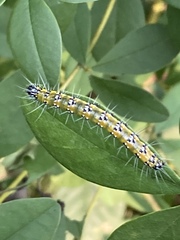 Uresiphita reversalis