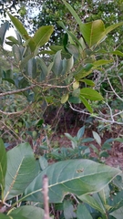 Chionanthus virginicus