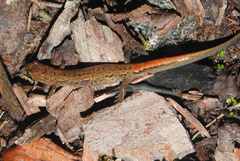 Desmognathus