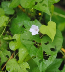 Ipomoea lacunosa