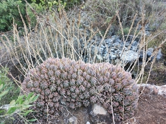 Asphodeloideae