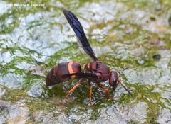 Euodynerus crypticus