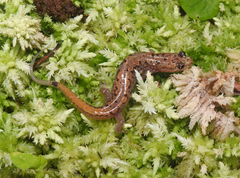 Desmognathus orestes