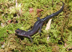 Plethodon montanus