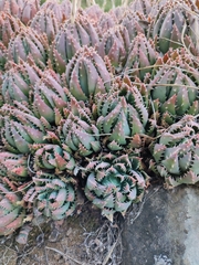 Asphodeloideae