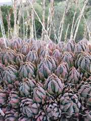Asphodeloideae