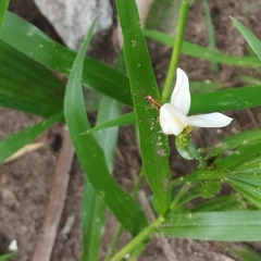Cipura campanulata