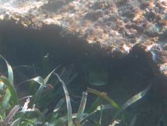 Diodon hystrix