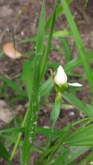 Cipura campanulata