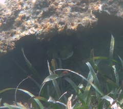Diodon hystrix