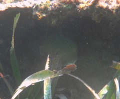 Diodon hystrix