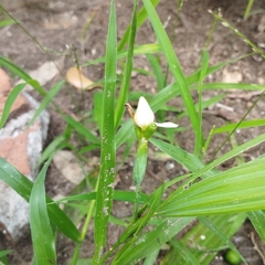 Cipura campanulata