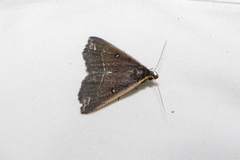 Adrapsa ablualis