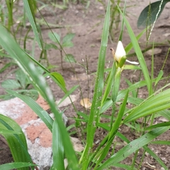 Cipura campanulata