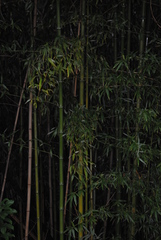 Phyllostachys