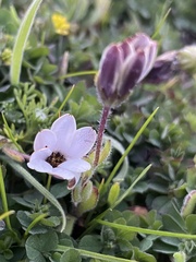 Dimorphotheca pluvialis