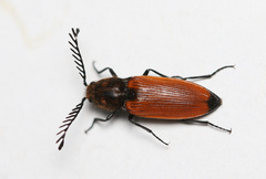 Anostirus castaneus