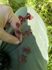 Oxalis stricta rufa