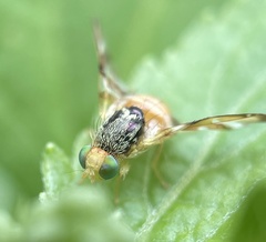 Procecidocharoides penelope