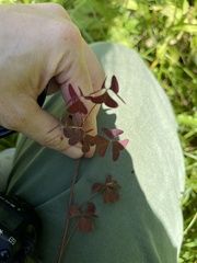 Oxalis stricta rufa