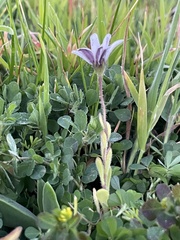 Dimorphotheca pluvialis