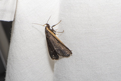 Adrapsa ablualis