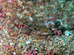 Pomatoschistus pictus