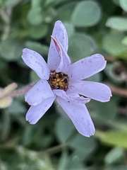 Dimorphotheca pluvialis