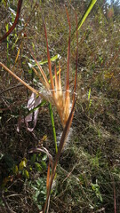 Andropogon gyrans