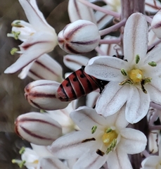 Spilostethus pandurus
