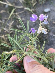 Lupinus argenteus