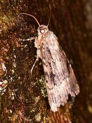 Amphipyra pyramidea