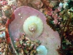 Calyptraea chinensis