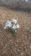 Zephyra compacta