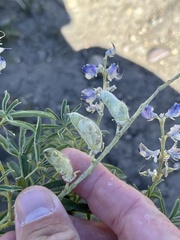 Lupinus argenteus