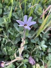 Dimorphotheca pluvialis