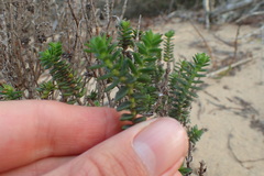 Crassula subulata fastigiata