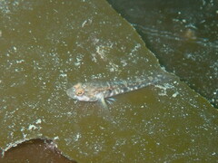 Pomatoschistus pictus