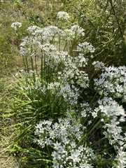 Allium tuberosum