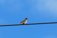 Emberiza hortulana