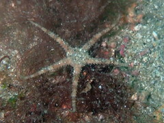 Amphipholis squamata