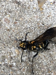 Sphex habenus