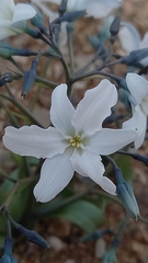 Zephyra compacta