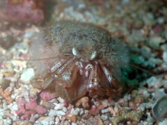 Pagurus bernhardus