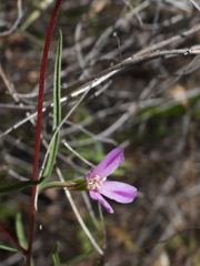 Clarkia purpurea