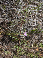 Clarkia purpurea