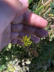 Erysimum cheiranthoides