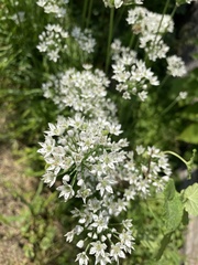 Allium tuberosum