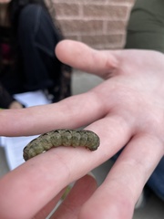 Noctuinae